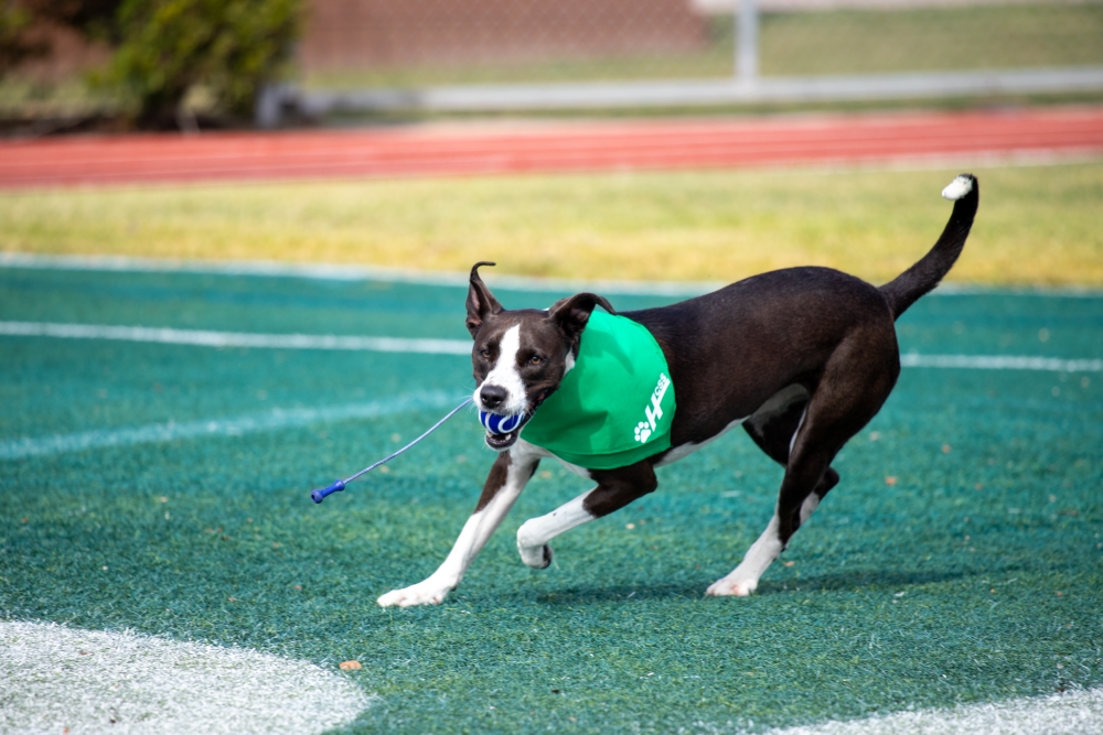 Dog in a green bandana, running with a ball, looking very sporty